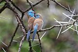 Blue-capped Cordonbleuborder=